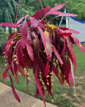 Epiphyllum- cactos orquidea- pseudorhipsalis ramulosa