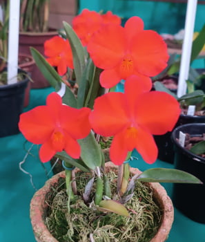 Sophronitis coccinea