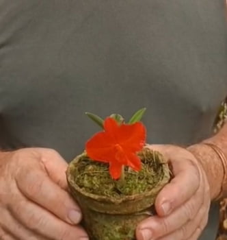 Sophronitis coccinea