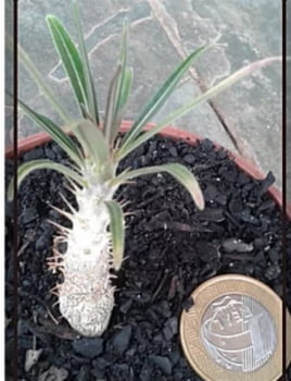 pachypodium rosulatum v.gracilis -com 10cm 