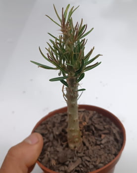 pachypodium rosulatum v.gracilis -com 10cm 