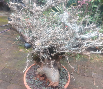 Pachypodium saundersii 31 anos caudex enorme 