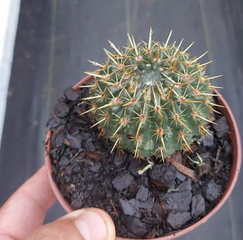 Parodia mammulosa