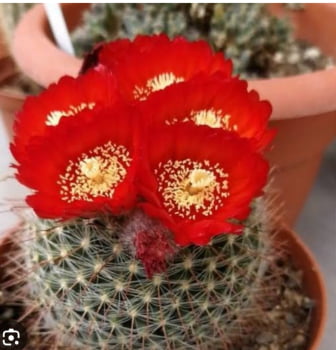 Parodia sanguiniflora 