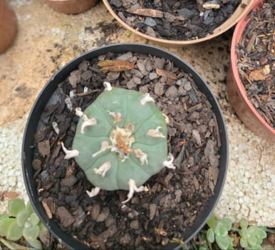 Peyote lophophora fricii 3a4cm