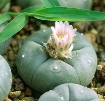 Peyote williamsii 1a2cm