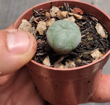 Peyote williamsii 1a2cm