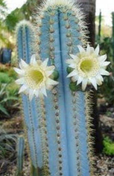 Pilocereus pachyclandus