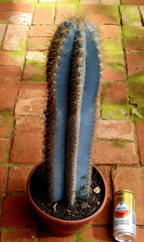 PILOCEREUS PACHYCLANDUS- CACTOS BRASIL