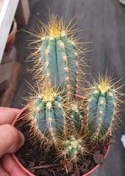 Pilosocereus pachycladus Pernambucoensis