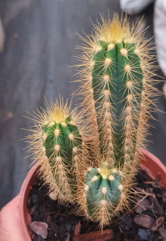 Pilosocereus pachycladus Pernambucoensis