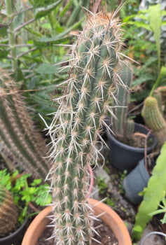 Pilosocereus gounellei 