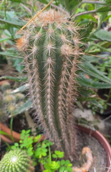 Pilosocereus x xique xique 