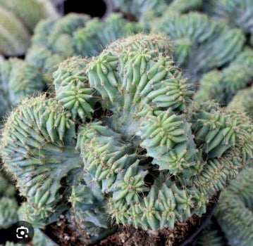 Polaskia Chichipe cristata , jovem enxertado 