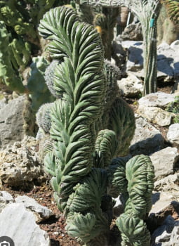 Polaskia Chichipe cristata , jovem enxertado 