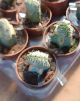 Polaskia Chichipe cristata , jovem enxertado 