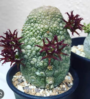 Pseudolithos Migiurtinus-Importado