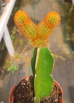 Hildewintera Amesthyst-rabo