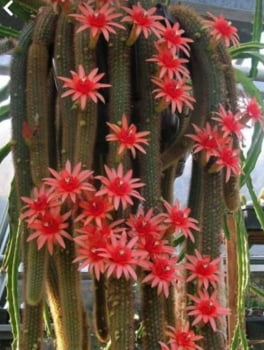 Hildewintera rabo red híbrido no enxerto 