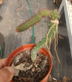 Hildewintera humkes rosches - rabo