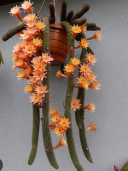 Hildewintera humkes rosches - rabo