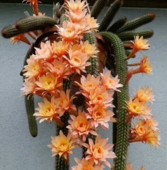 Hildewintera humkes rosches - rabo