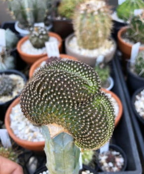 Copiapoa tenuissima Cristata 3a4cm- no enxerto 