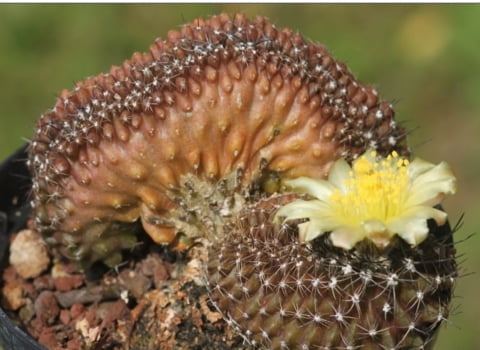 Copiapoa tenuissima Cristata 3a4cm- no enxerto 