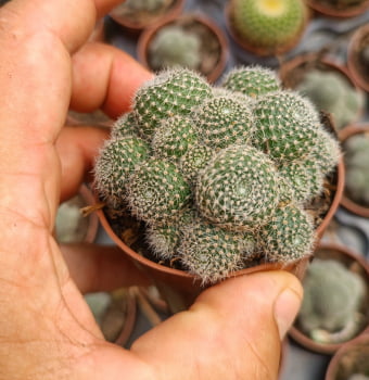 Rebutia sunrise