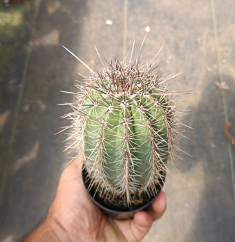 Saguaro 10cm