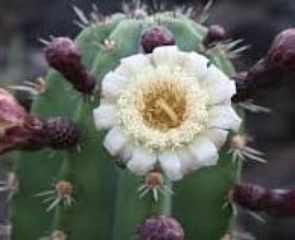 Stonecereus pruinosus