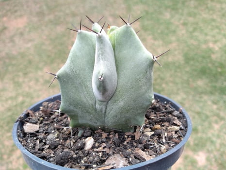 Stenocereus pruinosus - cactos brasil