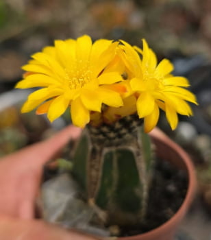 Sulcorebultia arenacea -no enxerto 