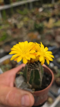 Sulcorebultia arenacea -no enxerto 