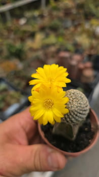Sulcorebultia arenacea -no enxerto 