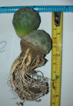 Thephrocactus geometricus -  2 cabeça com 4a5cm