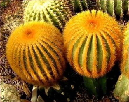Uebelmannia eriocactioides - enxertado muda 2a3cm