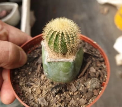 Uebelmannia eriocactioides - cactos brasil 