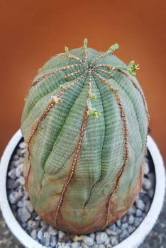 Euphorbia obesa muda com 3a4cm
