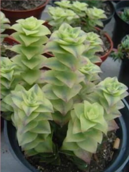 Crassula gracilis variegata 