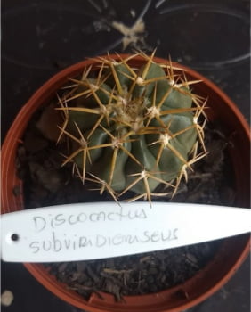 Discocactus Subviridigriseus 