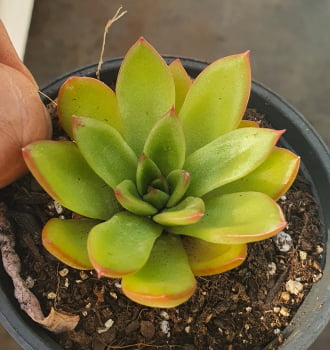 Echeveria Agavoides Red tips 