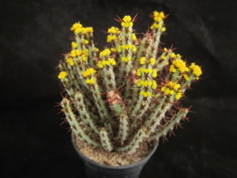 Euphorbia Aeruginosa 