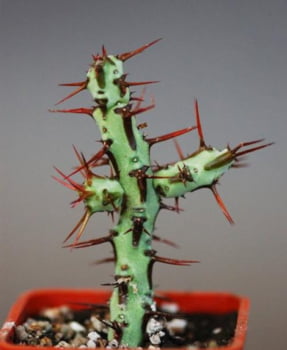 Euphorbia Aeruginosa 