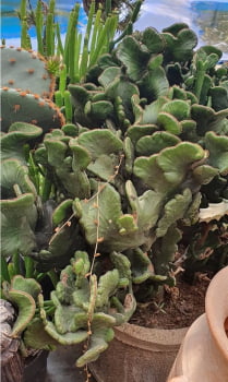 Euphorbia Alluadia Cristata