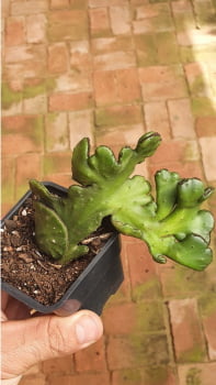 Euphorbia Alluadia Cristata
