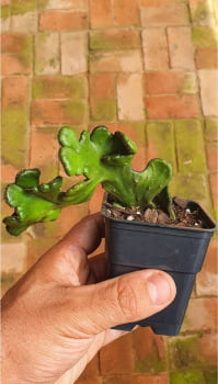 Euphorbia Alluadia Cristata