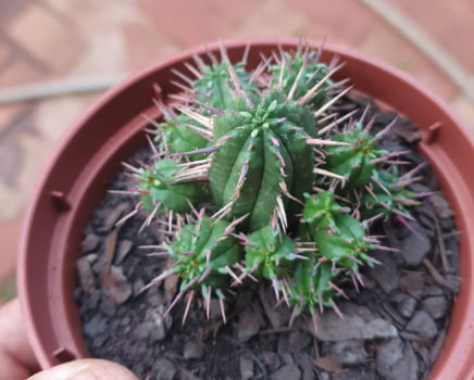 Euphorbia Aggregata