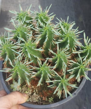 Euphorbia ferox colonia 