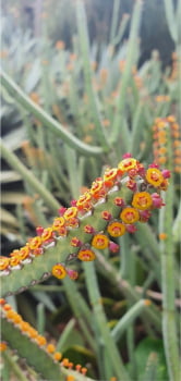 Euphorbia Heterochroma 